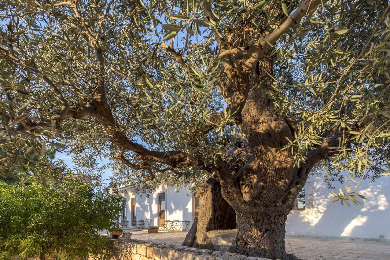 Masseria Fanizzi Conversano Ruang foto