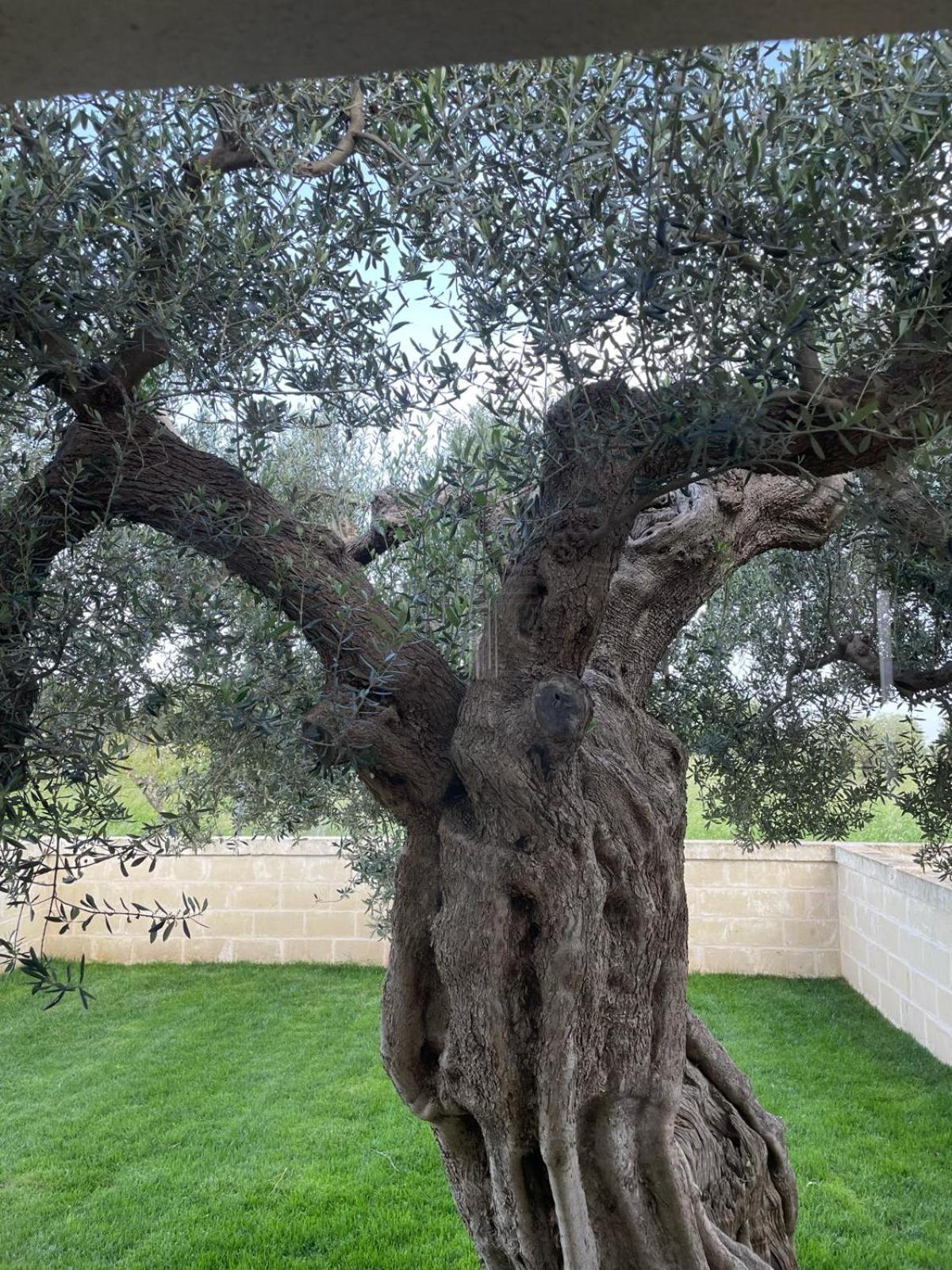 Masseria Fanizzi Conversano Ruang foto